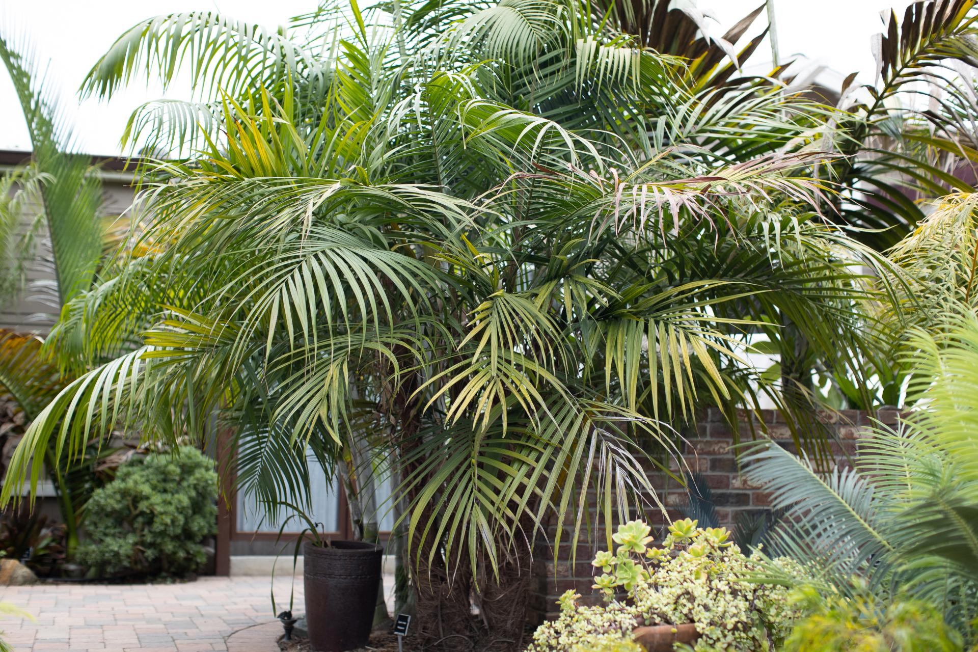 ID Dypsis "Vonitra" group crinita, fibrosa, utilis and pusilla