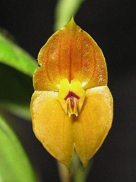 275px-Lepanthes_Ophelma.jpg.7d6fc72f6126b036ebfc7e65a759bc25.jpg