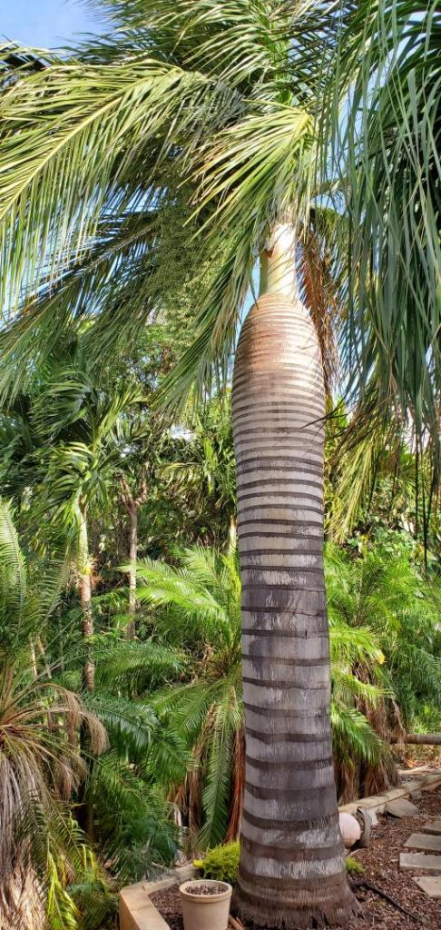 Pseudophoenix vinifera-20191122_090332.jpg