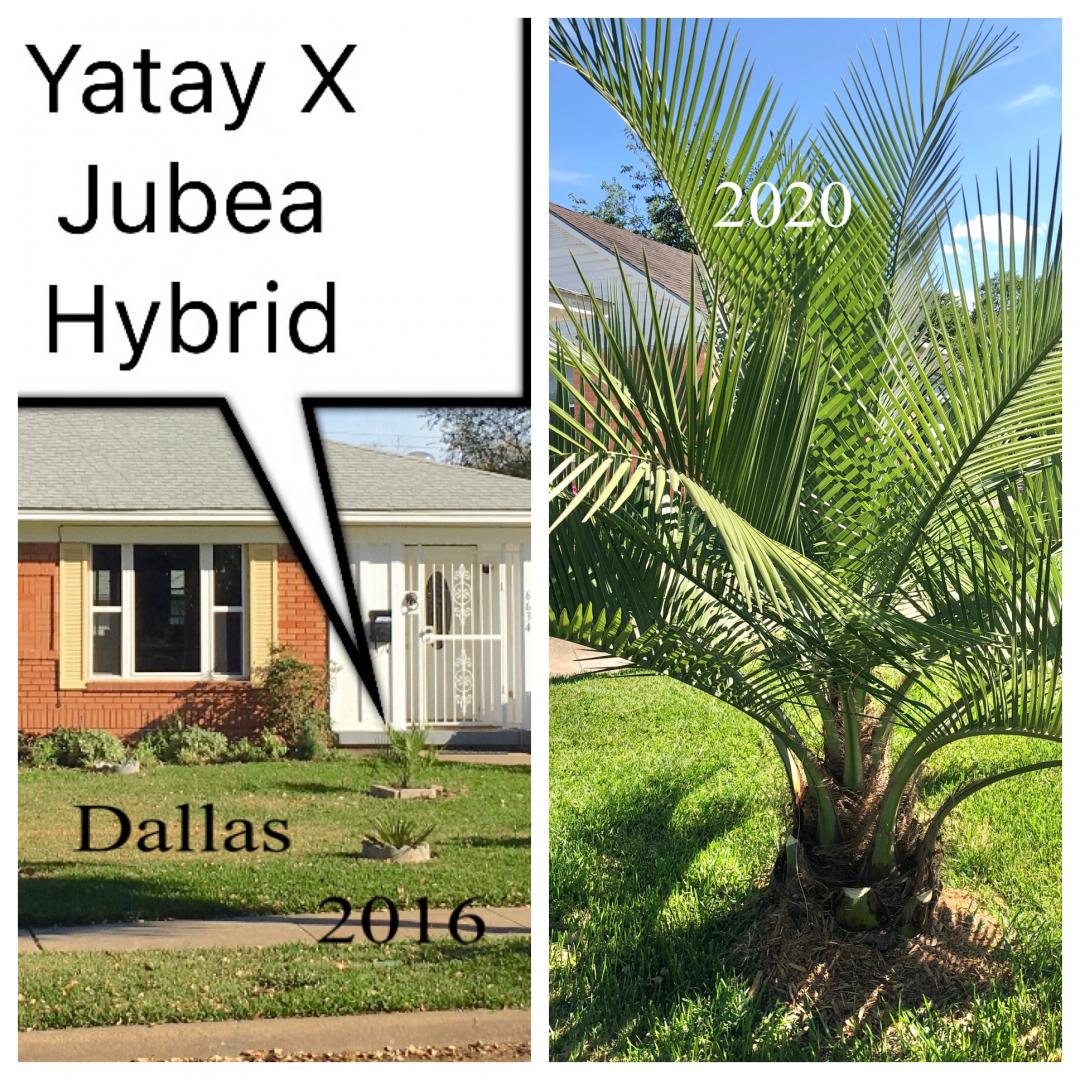 Yatay x Jubea growth rate in zone 8 COLD HARDY PALMS PalmTalk