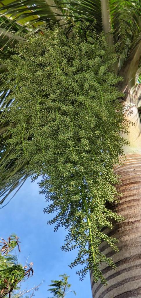 Pseudophoenix vinifera-20191122_090357.jpg