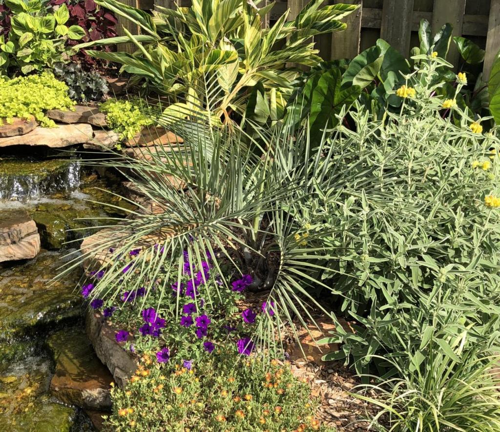 BlueButia109JUL2020.thumb.jpg.6975f98927b7581074e9951a070c1939.jpg
