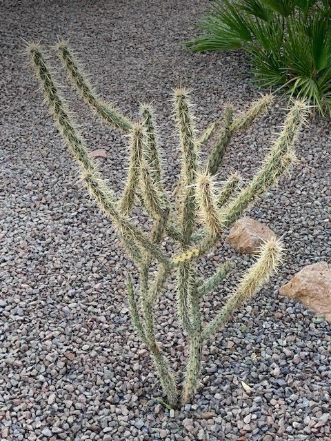 Cylindropuntia_acanthocarpa.jpg.a802427613d94f0c2fb55a6a8ee08d0e.jpg