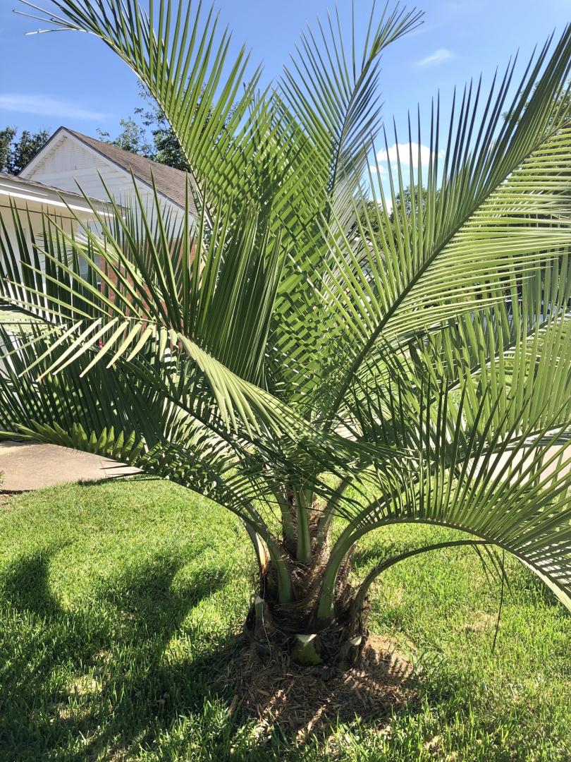 Jubea hybrids in zone 8b COLD HARDY PALMS PalmTalk