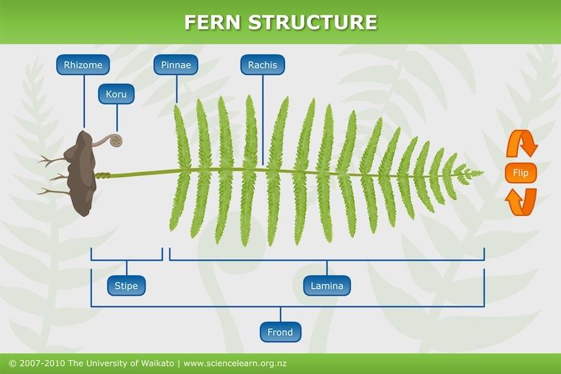 Fern-structure-Level-220170322-17218-1t4o1rr.jpg.925f2feb02c62bdff7046b9e0a960d6a.jpg