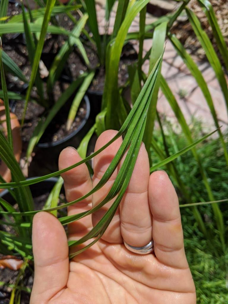 Splitting leaves DISCUSSING PALM TREES WORLDWIDE PalmTalk