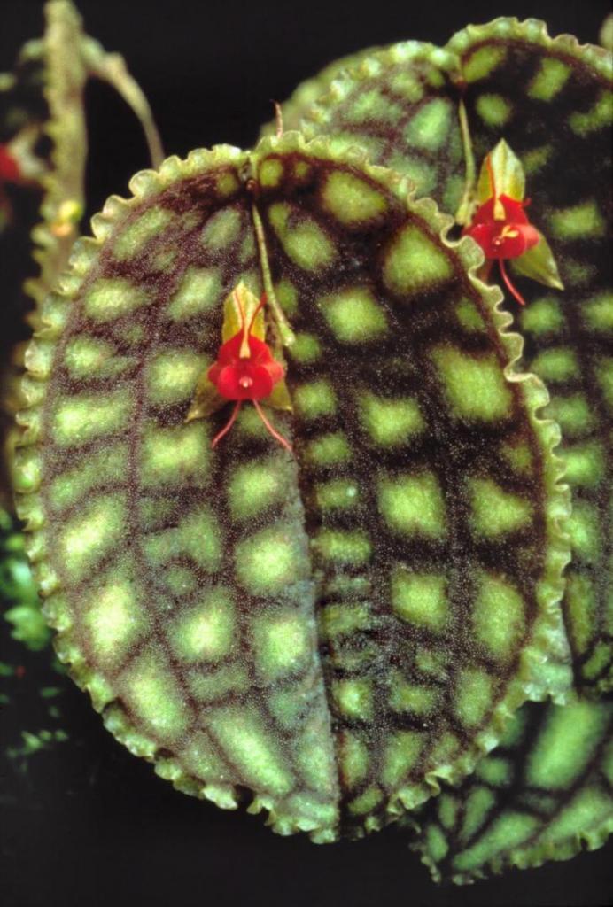 Lepanthes-calodictyon-Eichenfels.thumb.jpg.a1ac5db9f5e13e1cadb6f8253556d141.jpg