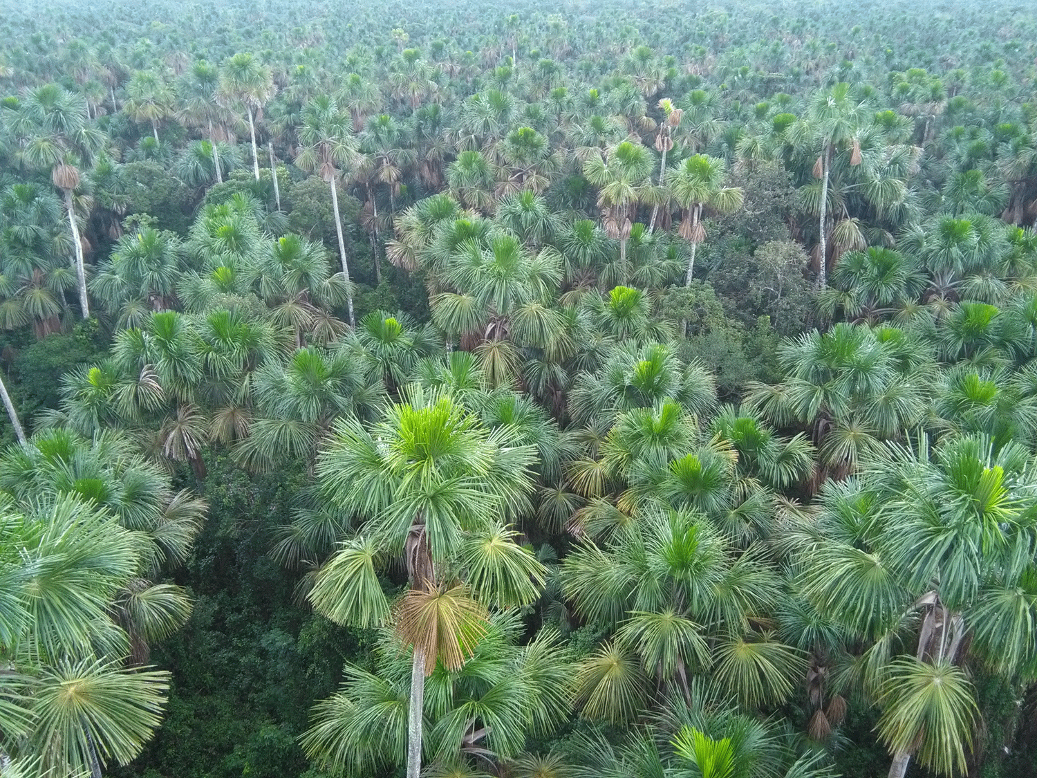 Mauritia_flexuosa_Peru_Gabriel_Hidalgo.gif