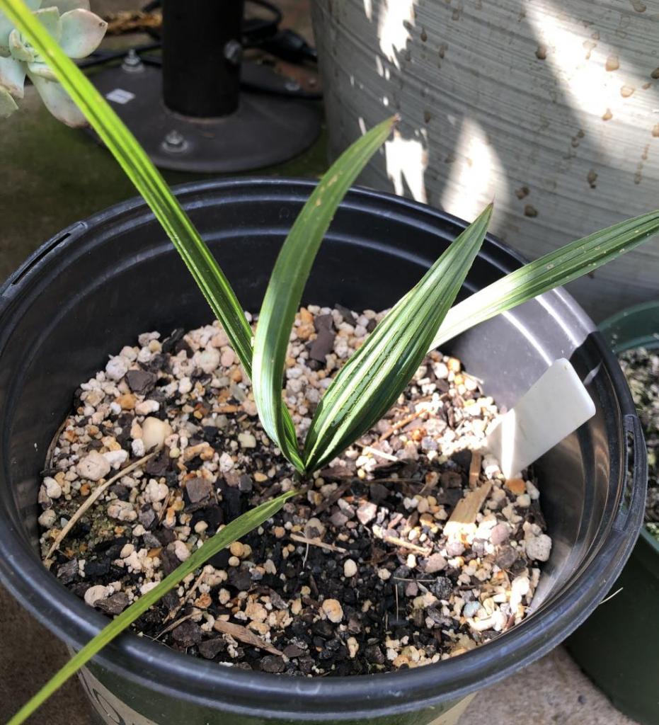 SabalPalmettoSeedling109JUL2020.thumb.jpg.6c211fe9a93094b7ef1ab6eee8d54bd0.jpg