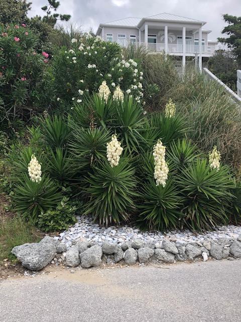 nativeyucca.jpg.ac1fc8eb0ec302b7881d312c4035b9c0.jpg