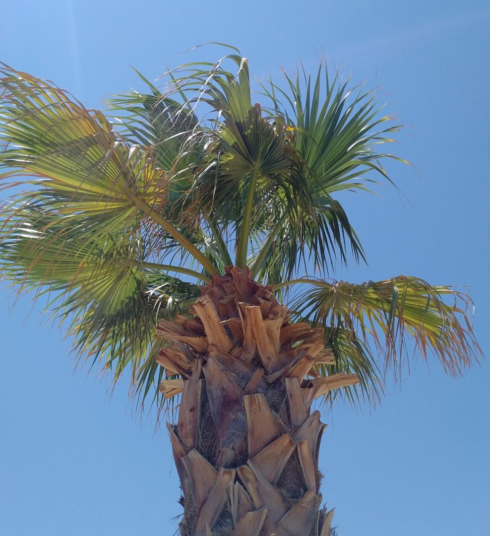 Need advice - Washingtonia Palms having a hard time in the desert ...