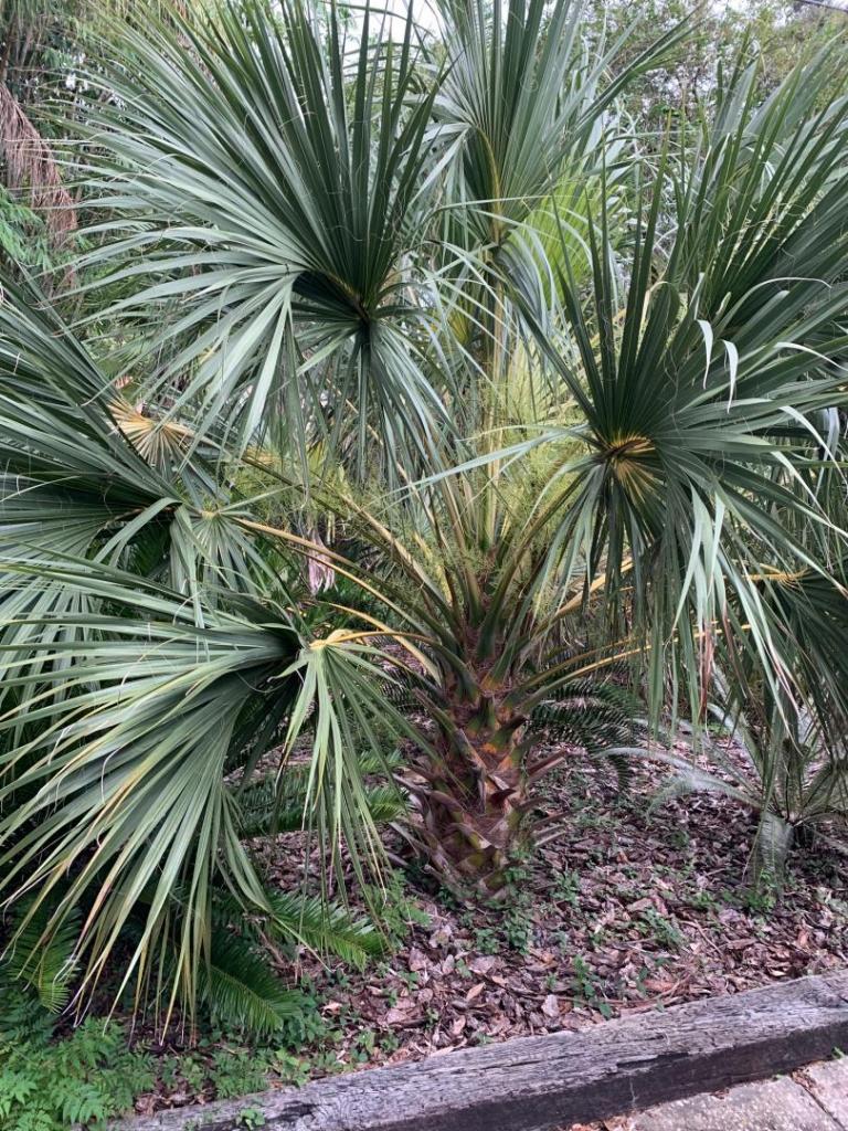 Variegated Sabal palmetto 8-23-20.jpg