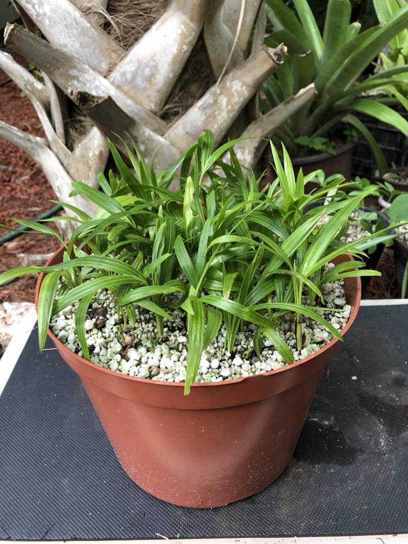 Dypsis pembana - 50-60+ Small Seedlings in 10" pot - ONE LOT
