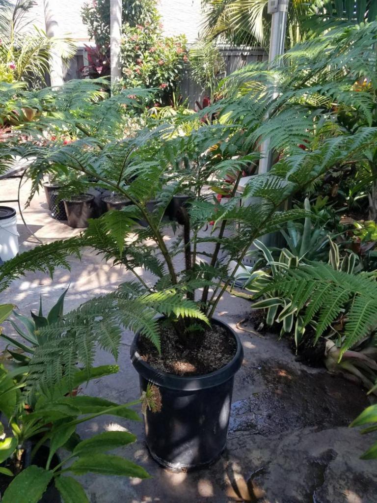 tree fern.jpeg