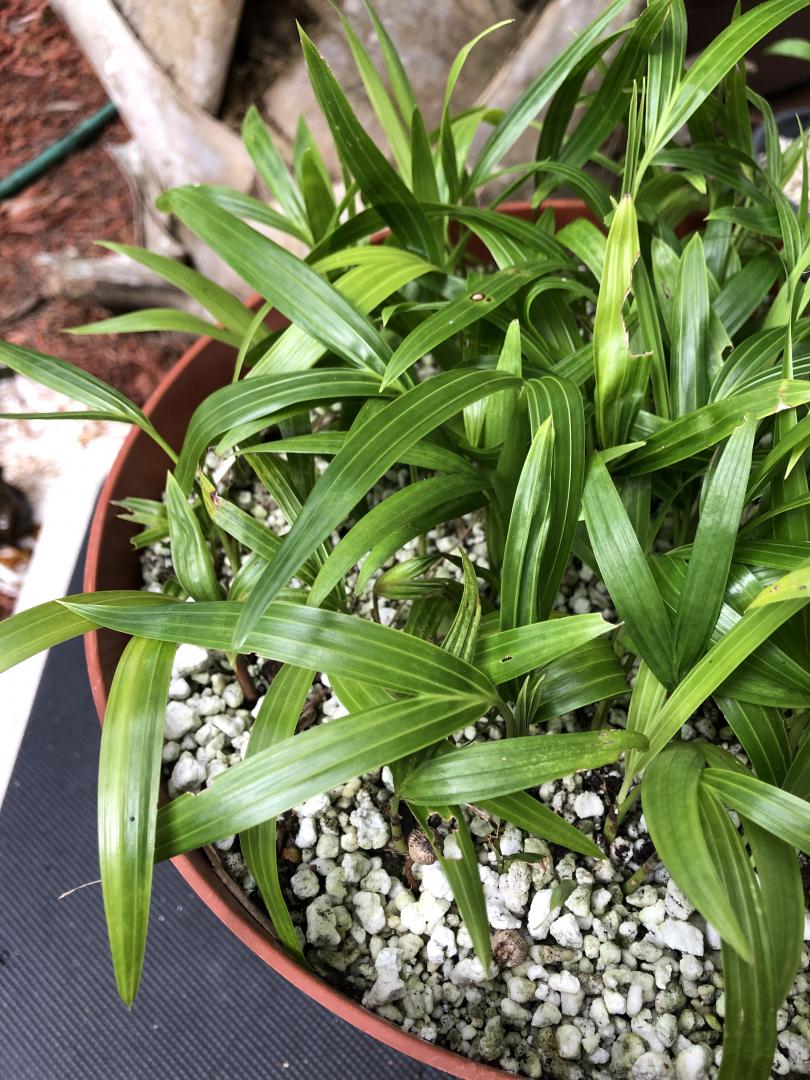 Dypsis pembana 5060+ Small Seedlings in 10" pot ONE LOT For Sale