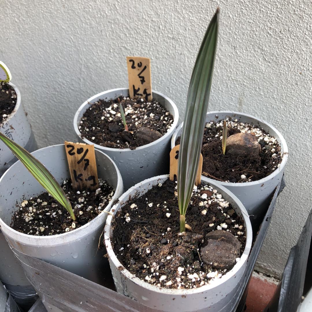 Transplanting Bismarkia Noblis