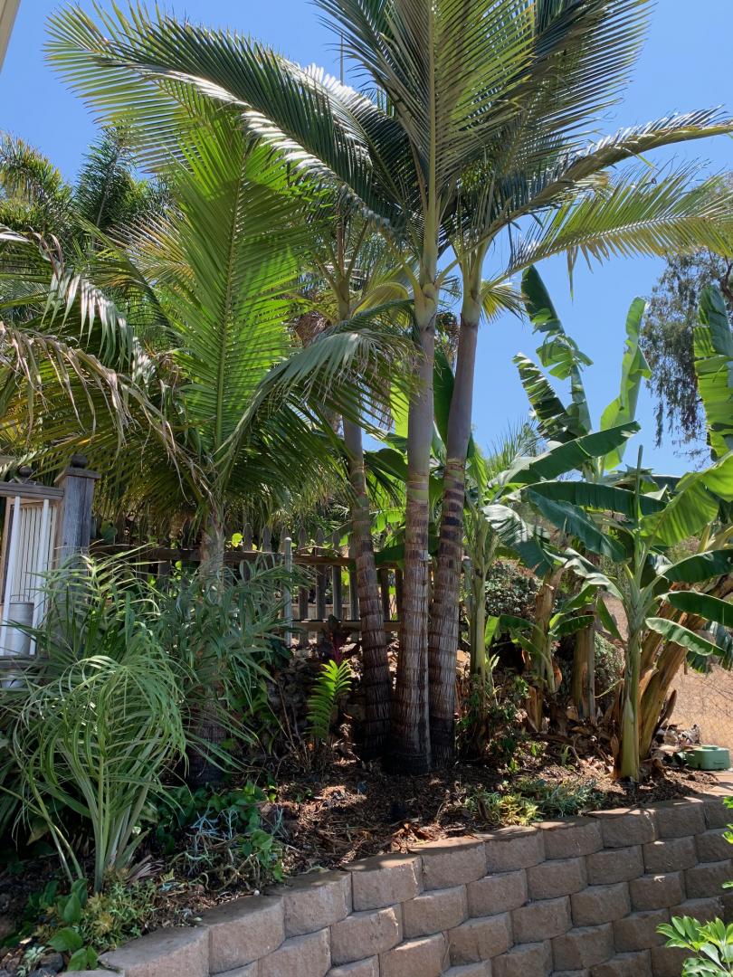 A little side yard clean up