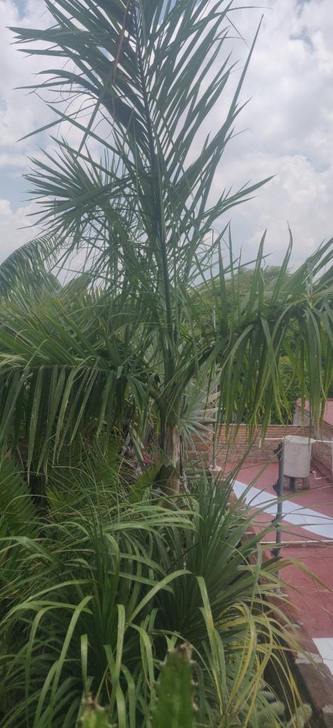 Palm.jpg.4d28d8723f6f462d699bc65c3c228160.jpg