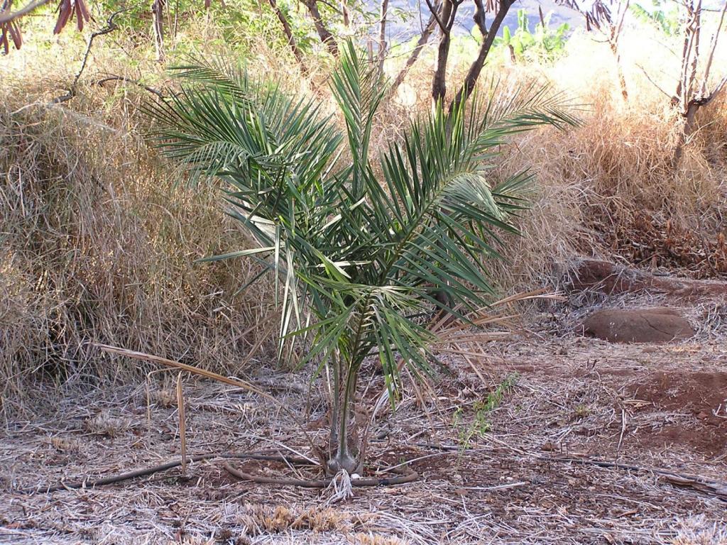 Syagrus coronata-2005-07.JPG