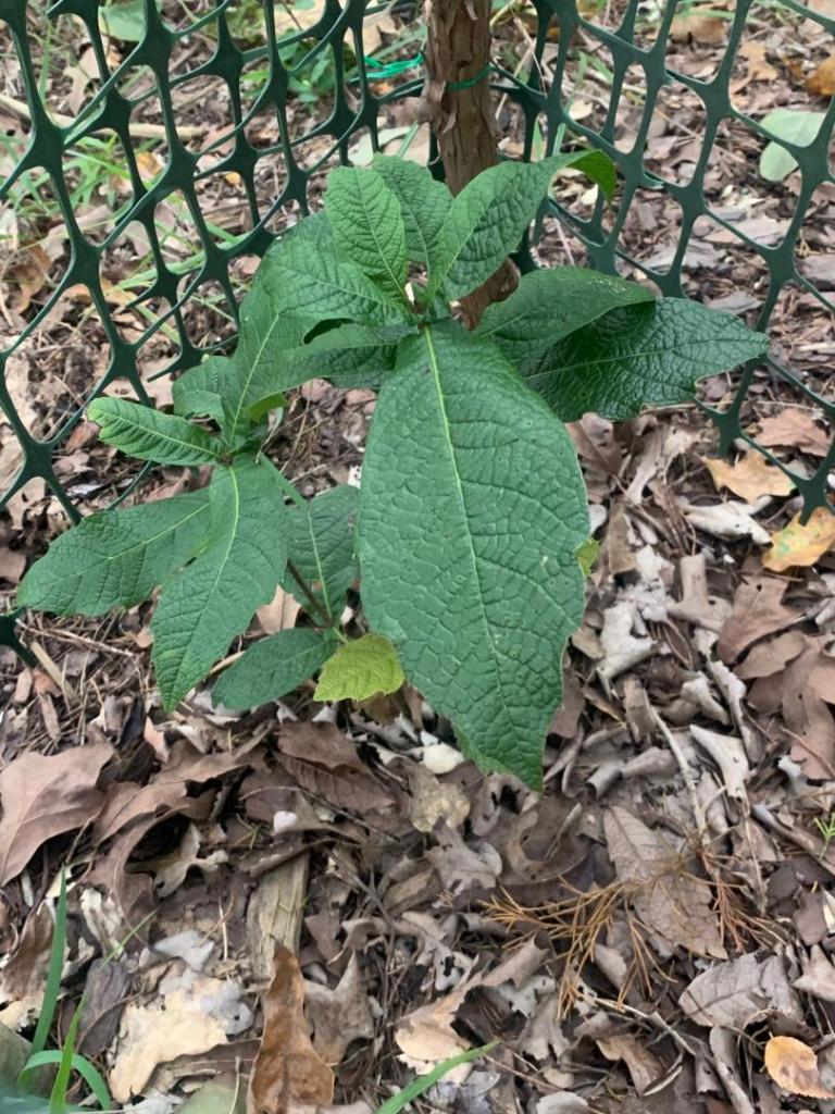 Loquat Oak.jpg