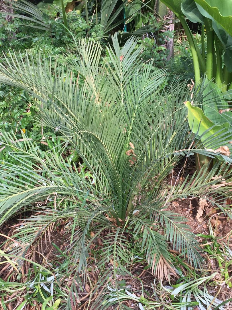 Macrozamia ID