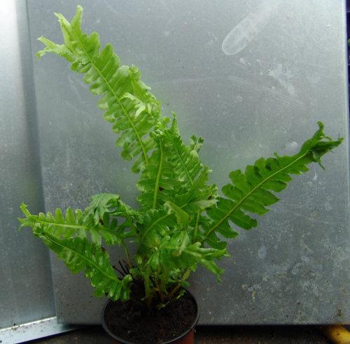 Blechnum_brasiliense_cristatum.jpg.744f8356f7c342b3654bee8b061e8f50.jpg