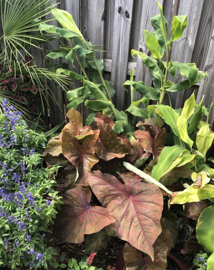 BleedingHeartCaladium13SEP2020.thumb.jpg.bdfd932860359ebb5f85483c52823eea.jpg