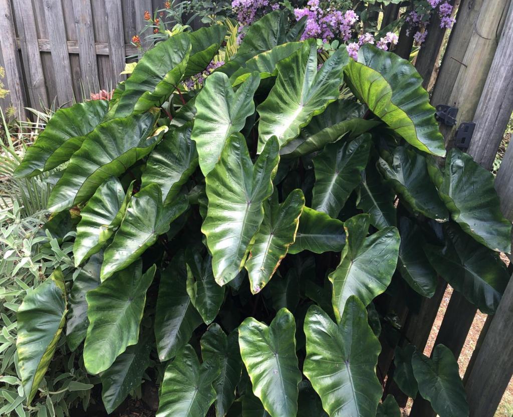 HawaiinPunchColocasia13SEP2020.thumb.jpg.5dd1a7048d0a0a1ca2607800742629b2.jpg