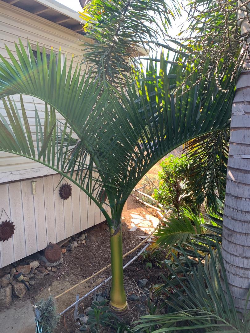Carpoxylon Update