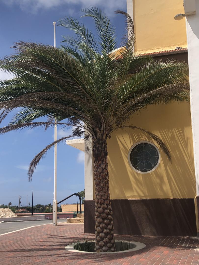Palm ID