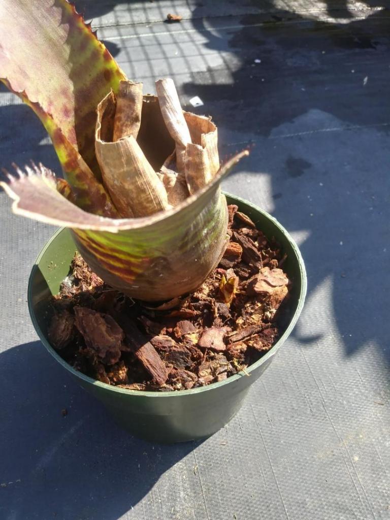 How to prune bromeliads TROPICAL LOOKING PLANTS Other Than Palms