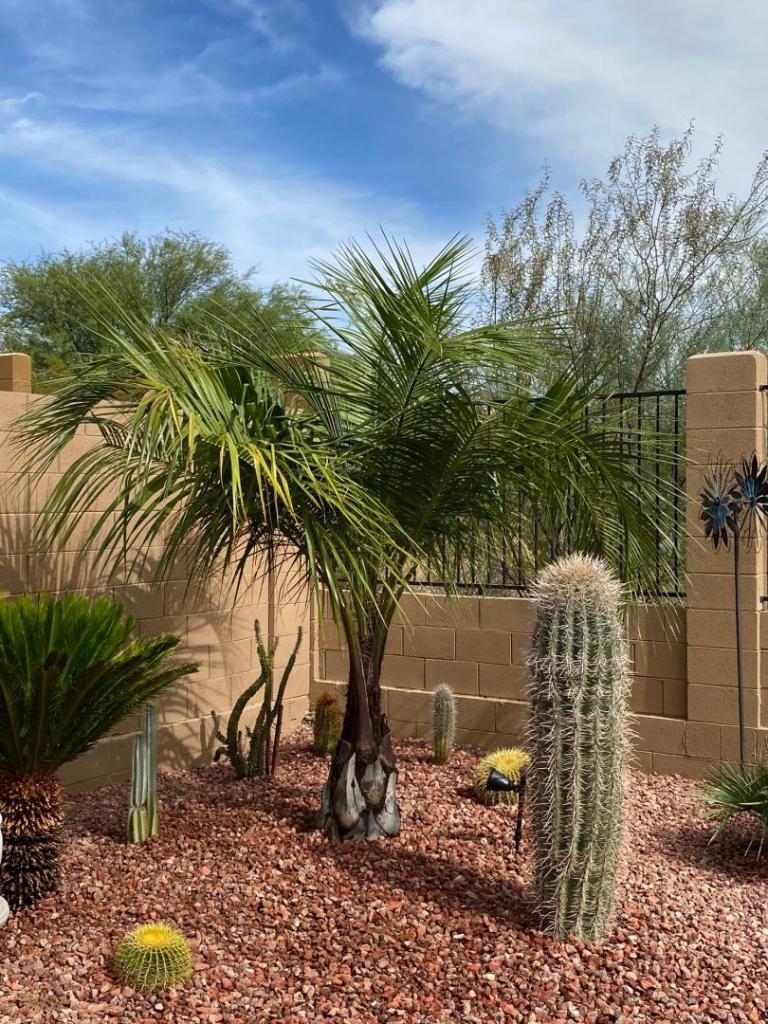 mule palm 10-24-20.jpg