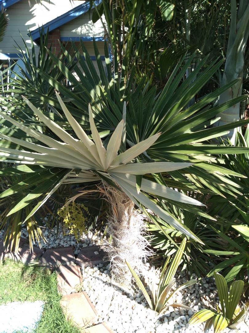 Coccothrinax borhidiana hybrid aging with grace