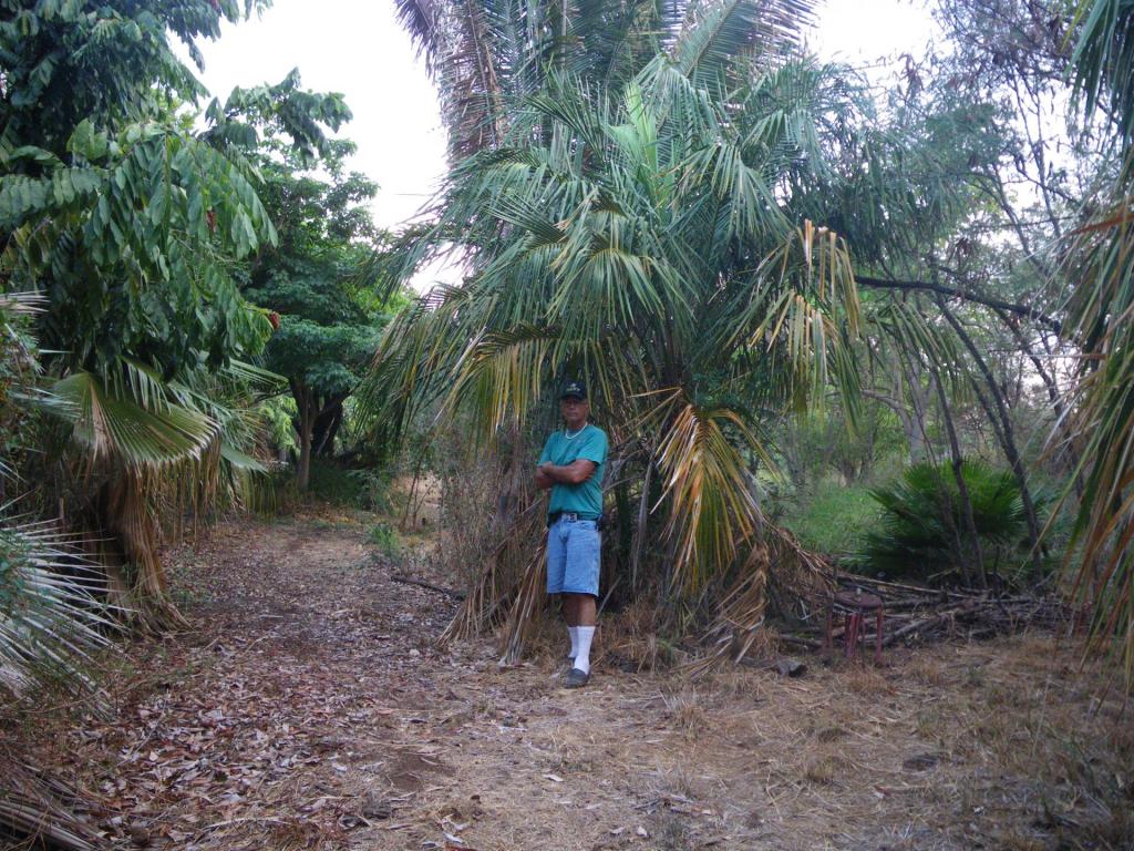 Syagrus schizophylla 2009-08.JPG