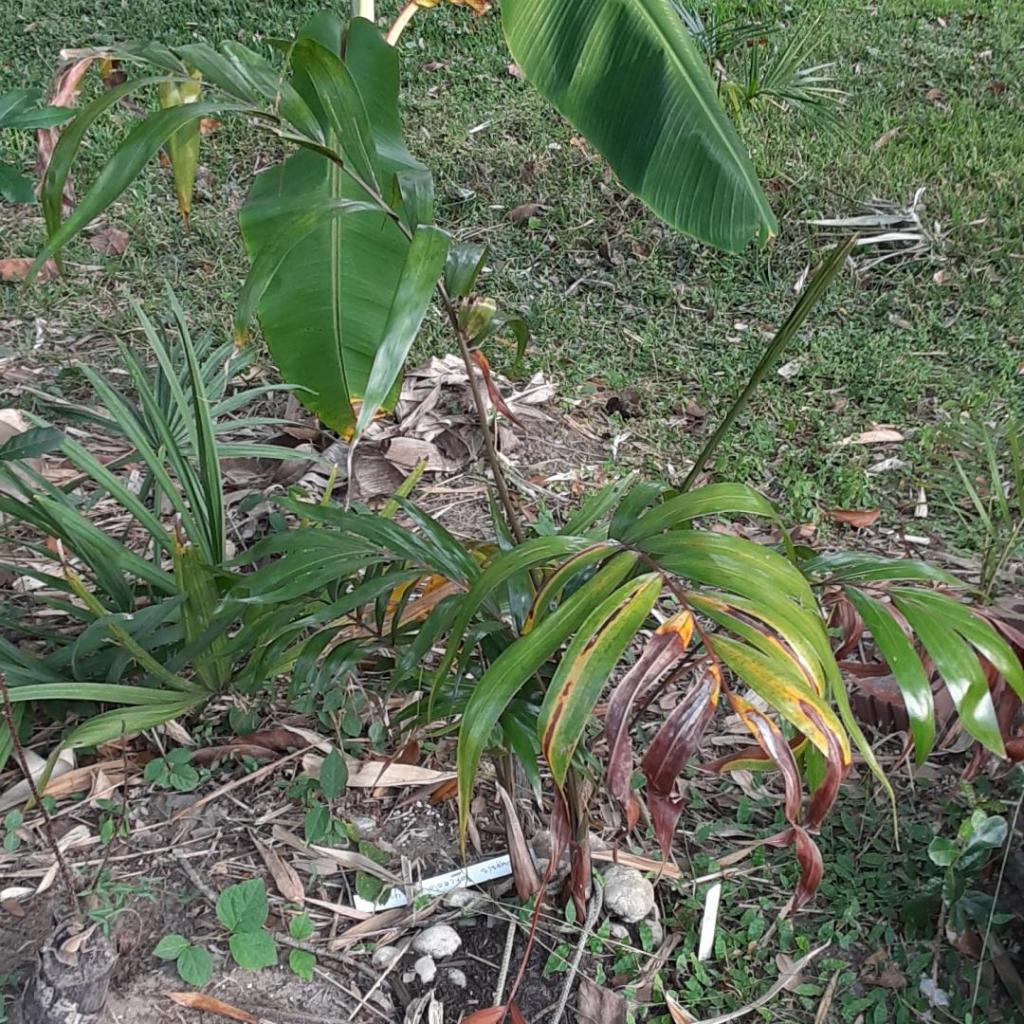 20201016_180700_Dypsis_lanceolata_1600.jpg