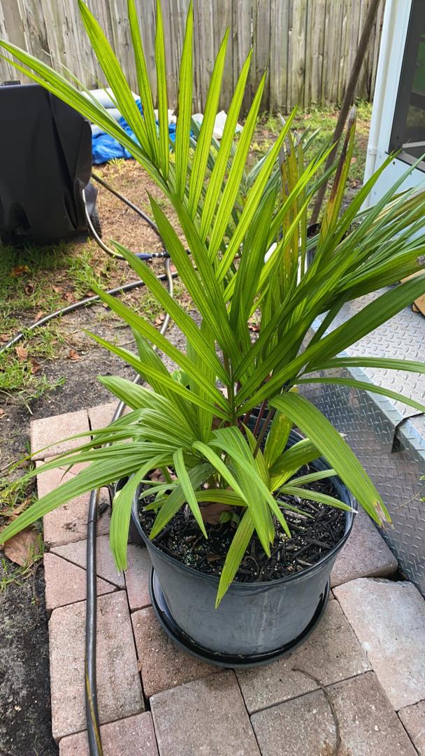Red lipstick disease? PALMS IN POTS PalmTalk