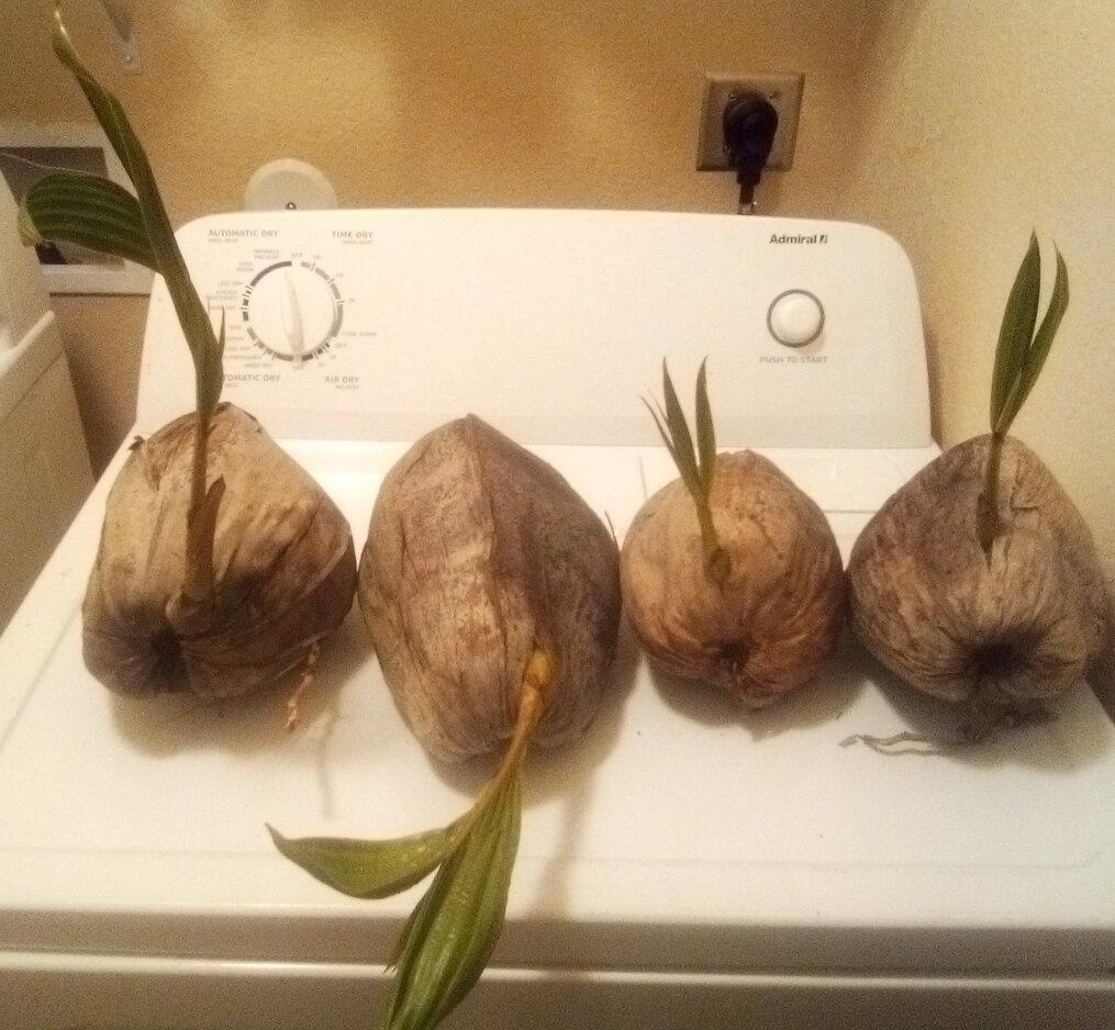 Cocos.jpg.c376832a9e80a6b86a2680c6eb559638.jpg