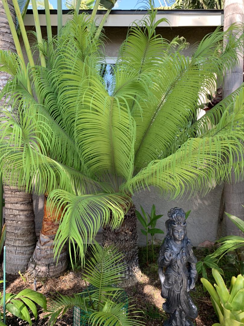 Late season flush TROPICAL LOOKING PLANTS Other Than Palms PalmTalk