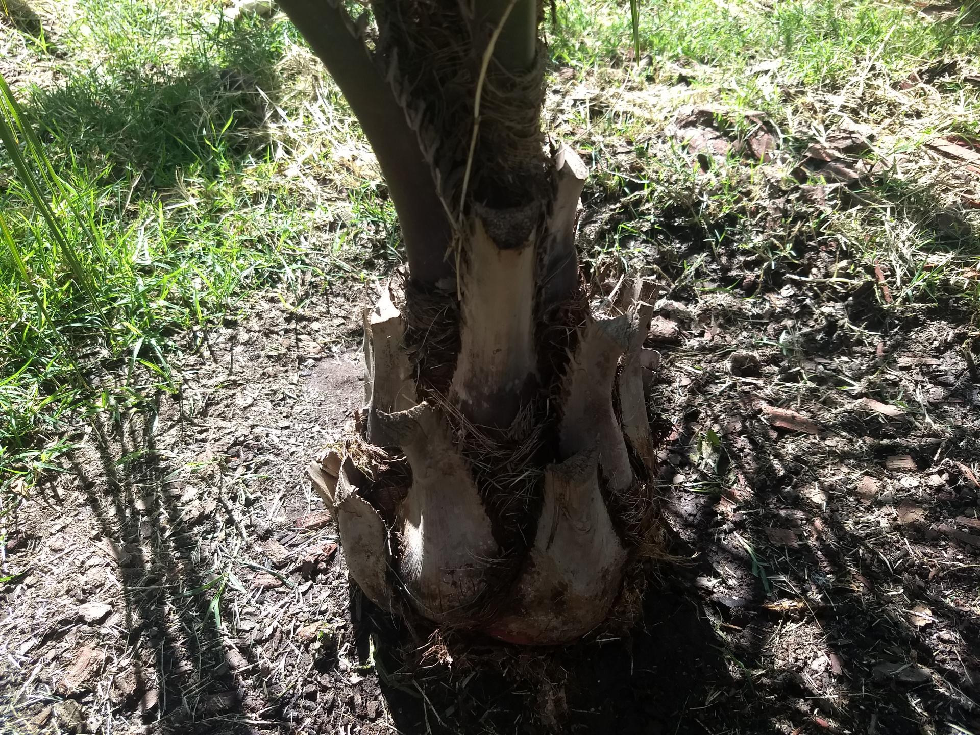 Loosing boots sign of overwatering? DISCUSSING PALM TREES WORLDWIDE