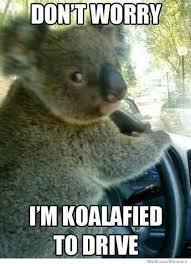 koalafied.jpg.21e63d7a9f7d8988caf16706d5364eb1.jpg