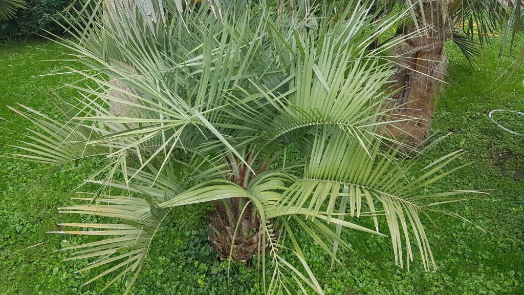 butia enana sp 2020 3 copia.jpg
