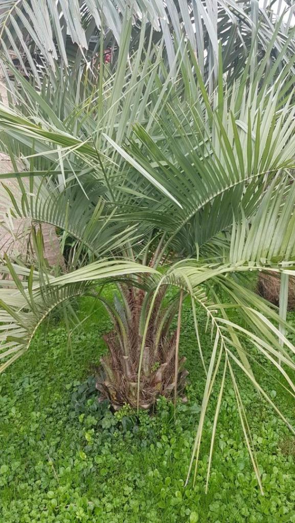 butia enana sp 4 2020 copia.jpg
