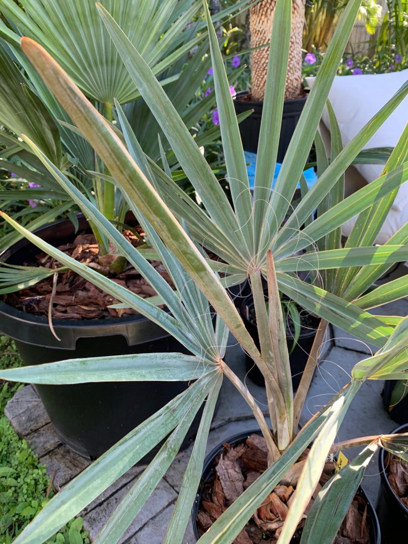 Bismarckia nobilis spike stunt PALMS IN POTS PalmTalk