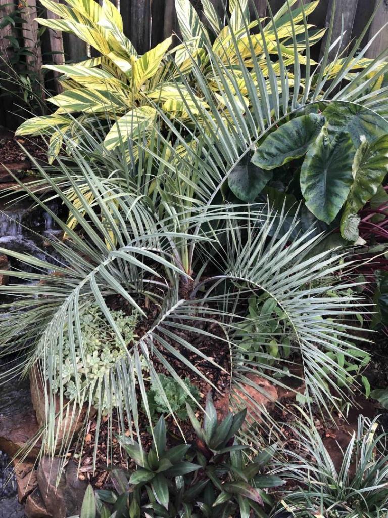 BlueButia127NOV2020.thumb.jpg.daf492af527d52e0945a66c01162f7db.jpg