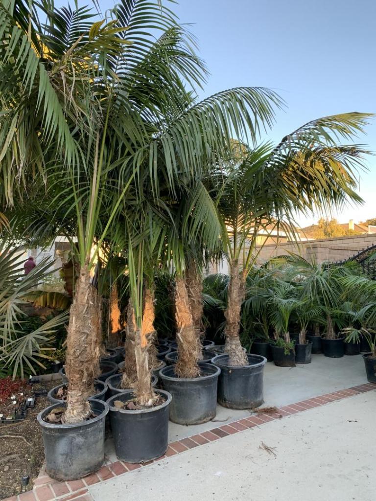 Kentia palms Howea forsteriana for sale For Sale PalmTalk