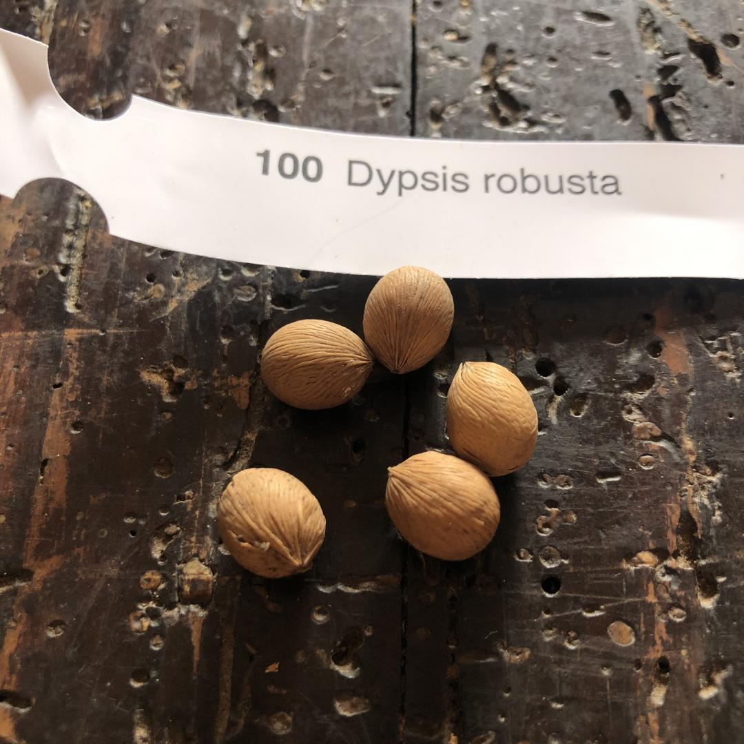 Dypsis Robusta, Germination