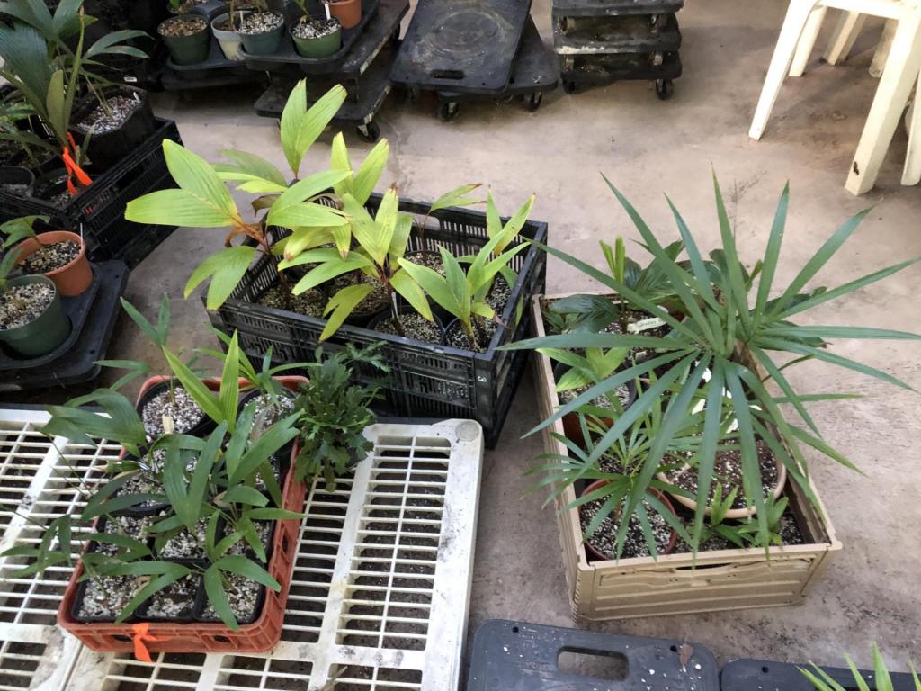 1517362378_ContainerGardenforprotection0612-24-20.thumb.JPG.6ea367ef84fb9982a2053a50b58c261c.JPG