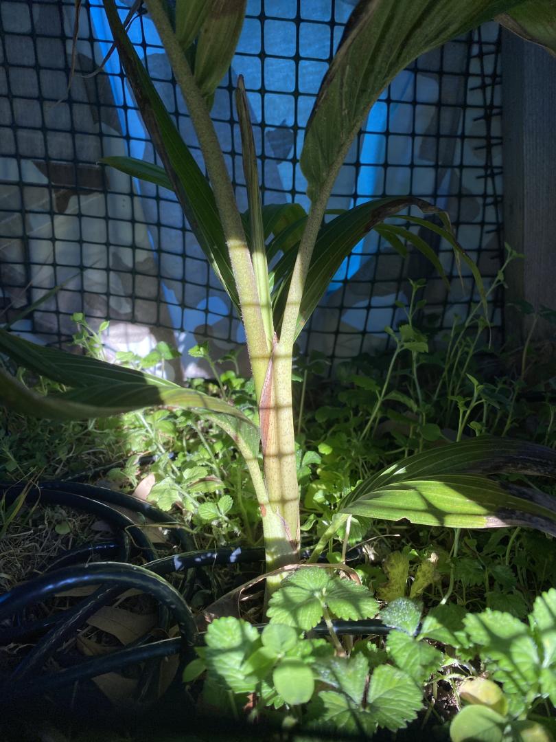 My Virginia In-Ground Archontophoenix cunninghamiana