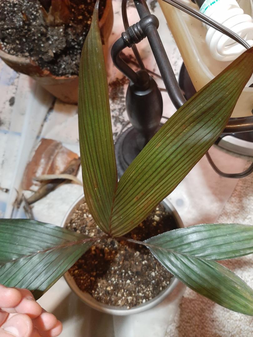 What is wrong with my Areca vestiaria red form? PALMS IN POTS PalmTalk