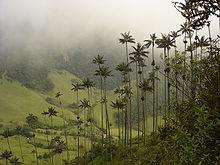 220px-Ceroxylon_quindiuense_cocora.jpg.c039b4d030a308e91396d15a751b53b2.jpg